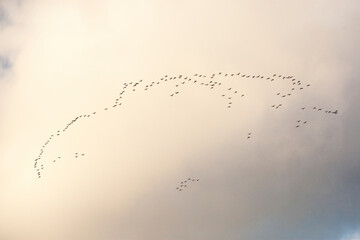 sunset in the sky with birds