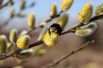 Bumble bee on Goat willow flowers. Bombus on Salix caprea tree in bloom © saratm