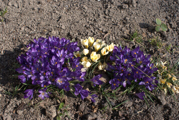 spring flowers