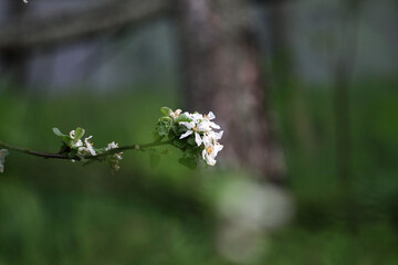 apple flower in spring