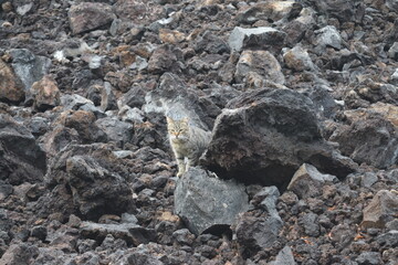 Naklejka na ściany i meble ハワイ島の岩場の山猫