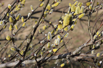 Close-up of Goat Willow or Salix caprea tree with yellow flowers on early springtime