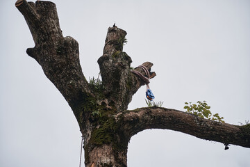 ツリークライミングの器具が設置されている剪定された大木