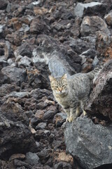 ハワイ島の岩場の山猫