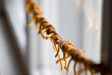 Fototapeta premium Dried Chanterelle Mushrooms in Finland. Delicacy