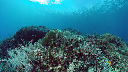 Tropical sea and coral reef. Underwater Fish and Coral Garden. Underwater sea fish. Tropical reef marine. Colourful underwater seascape. Panglao, Bohol, Philippines.