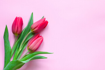 Bouquet of pink tulips on pink background celebration concept. Greeting card copy space