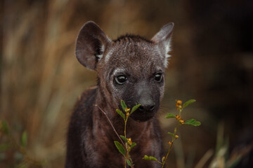 Spotted Hyena Cub in the bush of Kruger National Park, South Africa. December 2020