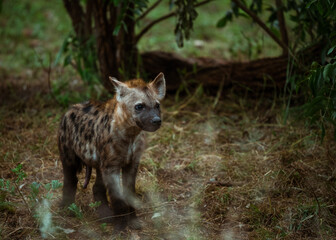 Fototapeta premium Spotted Hyena Cub in the bush of Kruger National Park, South Africa. December 2020
