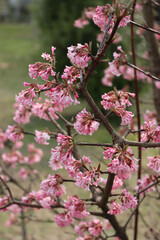  Dawn viburnum with pink flowers. V. bodnantense on springtime in the garden