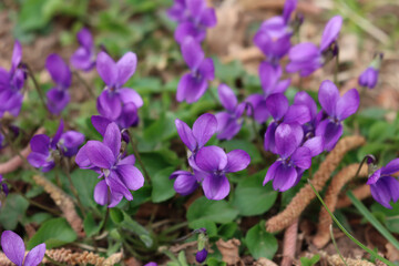 Bunch of purple Common or english Violets in the garden. Viola odorata plants on springtime