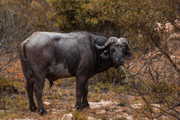 Cape buffalo in the Kruger National park, South Africa. December 2020