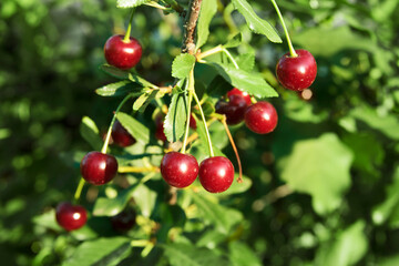 Cherries on the tree. Red ripe berries on the green leaves background