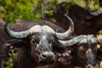 Fototapeta premium Cape buffalo in the Kruger National park, South Africa. December 2020