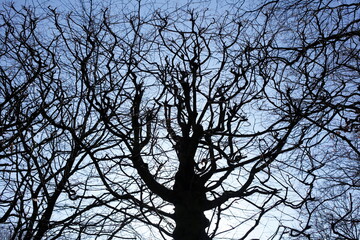 Knorrige alte kahle Platane (Platanus), Baumkrone, Deutschland, Europa