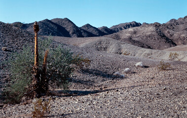 Cactus. Desert. Organ Pipe National Monument. Sonoran Desert. Arizona USA. Mountains. 