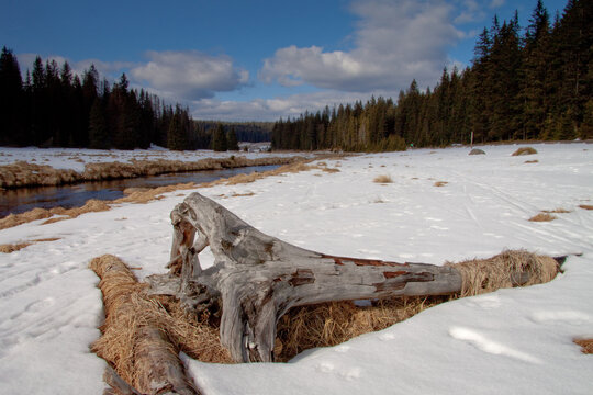 spring thaw on the meadow / Roklansky creek, Sumava, Czech Republic