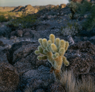 Cactus. Desert. Organ Pipe National Monument. Sonoran Desert. Arizona USA. Lava rocks.