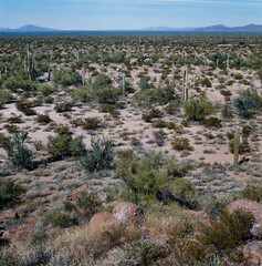 Fototapeta na wymiar Cactus. Desert. Organ Pipe National Monument. Sonoran Desert. Arizona USA