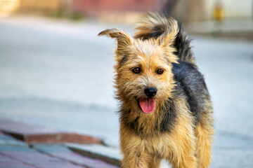 Homeless shaggy dog. View from the front.