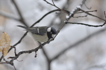 Titmouse on a tree close-up