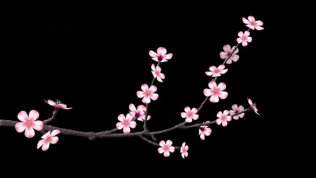 Blooming pink and white cherry blossom flowers animated on a isolated branch, 3D animation with alpha matte.