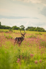 Waterbuck in Rietvlei Nature Reserve, South Africa. September 2020. © Shen