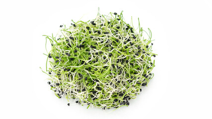 fresh onion micro greens isolated on white background
