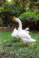 a swan making a noise and standing in a field in front of dark green plants