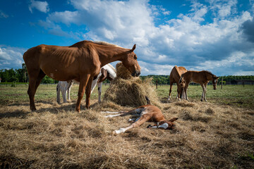 Les cheveux de Dordogne