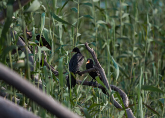Reed Cormorants perched on a branch among reeds in Rietvlei Nature Reserve, South Africa.