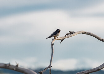 Bird on a branch in Rietvlei Nature Reserve, South Africa.