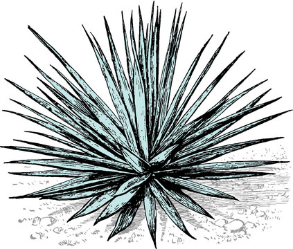 Agave Sisalana
