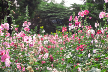 a field of pink, white, red, and purple flowers growing