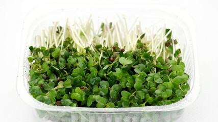 fresh radish micro greens isolated on white background