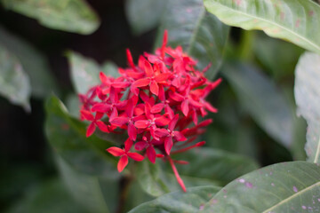 a cluster of red flowers against a green background