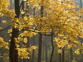 OLYMPUS DIGITAL CAMERA © KrzysztofAleksander