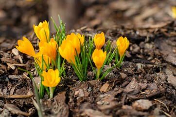 yellow crocus flowers blooming in the garden in early spring