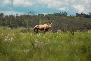Naklejka premium Blesbok in Malolotja National Park, Swaziland / eSwatini