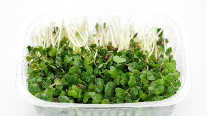 fresh radish micro greens isolated on white background