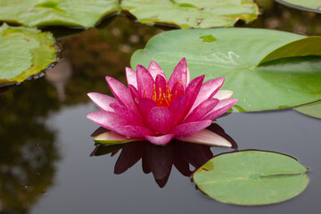a beautiful and peaceful pink and red lotus flower growing  out of the muddy water in a lily pond
