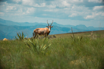 Blesbok in Malolotja National Park, Swaziland / eSwatini