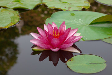 a beautiful and peaceful pink and red lotus flower growing  out of the muddy water in a lily pond