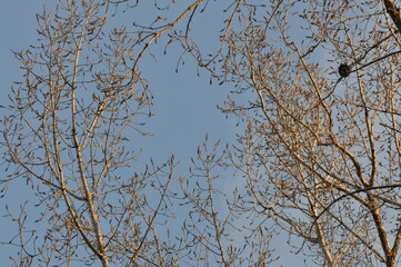 Trees in winter against the blue sky