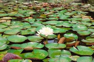  a bright yellow lotus blossom growing from a muddy lily pond