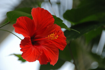 hibiskus © EwaAF