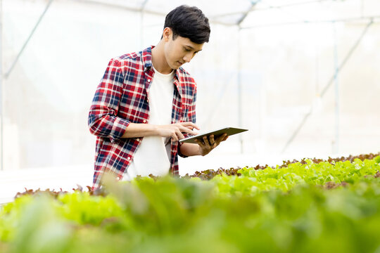 Smart young asian farmer  using tablet to check quality and quantity of organic hydroponic vegetable garden at greenhouse - Powered by Adobe