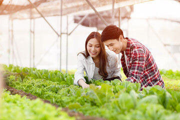 Smart young asian farmer  using tablet to check quality and quantity of organic hydroponic vegetable garden at greenhouse