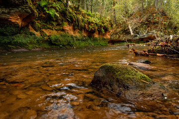 Ligatne river flowing through scenic forest with fallen leaves and trees near Ligatne, Latvia during cloudy autumn day