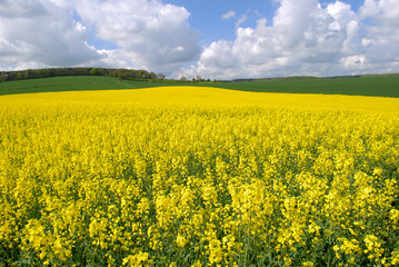 Champ de colza en fleur au printemps